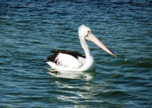 29-07-12 Black Neds Pelican