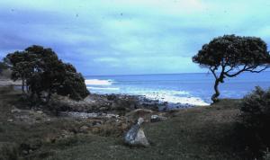 NZ Raglan 1977Indicators