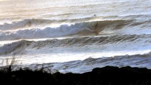 NZ Raglan Indicators