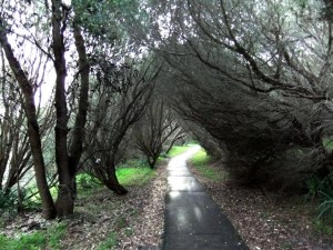 Redhead 2nd Creek Walkway 11-6-11