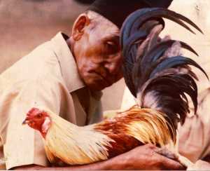 Bali 1977 Man with Rooster