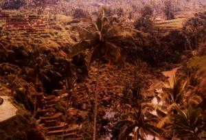 Bali Rice Fields 1977