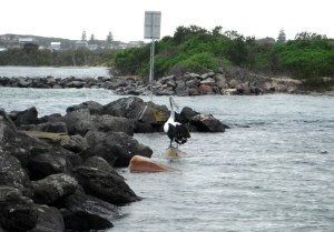 Black Neds Bay enty 27-10-11