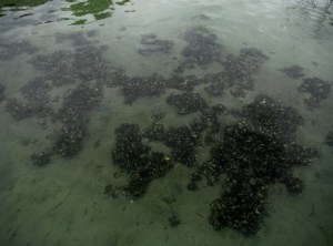 Black Neds Bay oyster shells 27-10-11