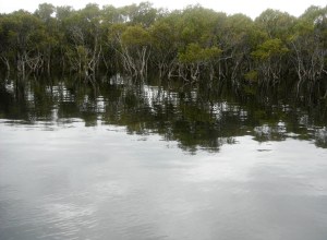 Black Neds Bay Mangroves  27-10-11
