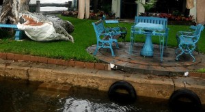 Black Neds Bay Crocodile 8-12-11