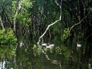 Black Neds Bay Ducks 8-12-11