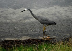 Herron Belmont South 14-01-12