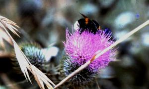 Bee on flowering thistle 1978