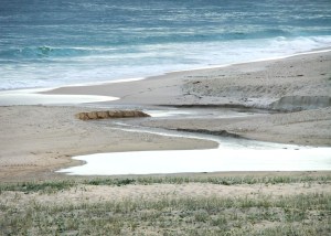 Redhead 1st Creek 09-09-11