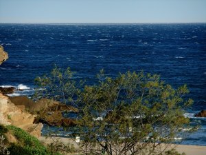 Redhead windy 20-09-11