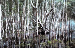Dudley Swamp reflections 1979