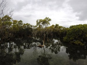 Mangroves in Black Neds Bay 22/08/14
