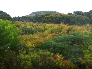 Redhead Awabakal Park 20-10-14