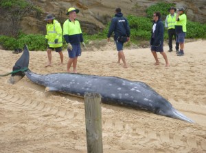 Whale washed up Redhead Beach 14-10-14