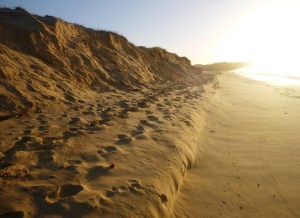 Nay beach Redhead 06-05-14