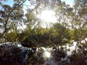 Black Neds Bay Mangroves 02-07-15