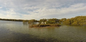 Black Neds Bay Pelicans 02-07-15