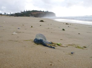 Bluebottle on Redhead beach 27-09-15