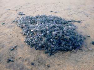 Bluebottles Redhead Beach 27-08-14