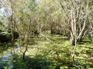 Redhead 2nd creek 11-09-15