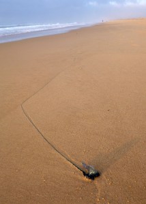 Redhead Beach Long stinger Bluebottle 19-10-15