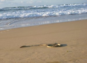Sea Snake Redhead Beach 25-09-15