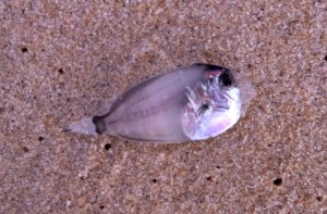 Tiny fish Redhead 10-03-16