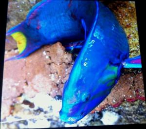 Yellow-green Wrasse