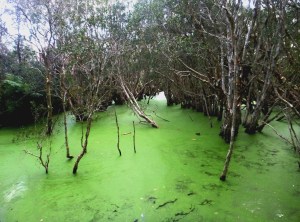 Green Water Redhead duck pond 03-08-16